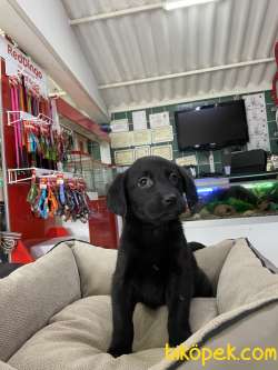 Labrador Retriever 3