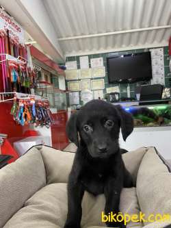 Labrador Retriever 5