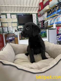 Labrador Retriever 2