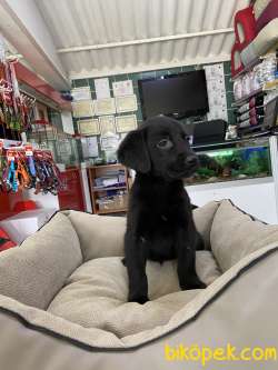 Labrador Retriever 2
