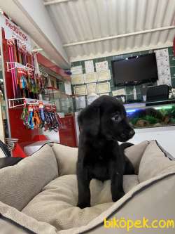 Labrador Retriever 3