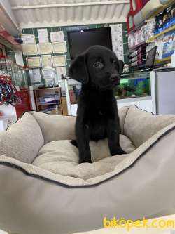 Labrador Retriever 1