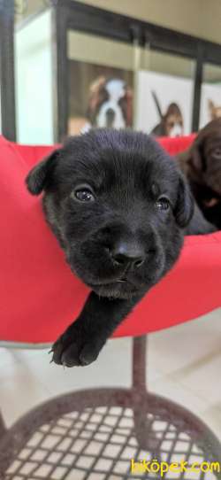 LABRADOR RETRİEVER BABYFACE IRK GARANTİLİ 3