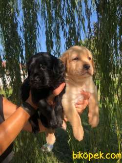 Labrador Retriever Irk Garantili 2
