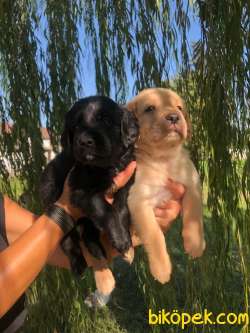 Labrador Retriever Irk Garantili 1