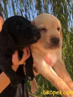 Labrador Retriever Irk Garantili 4