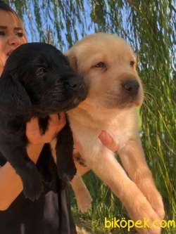 Labrador Retriever Irk Garantili 3