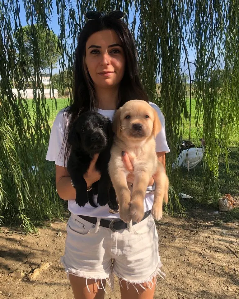 LABRADOR RETRİEVER TESLİME HAZIR 1