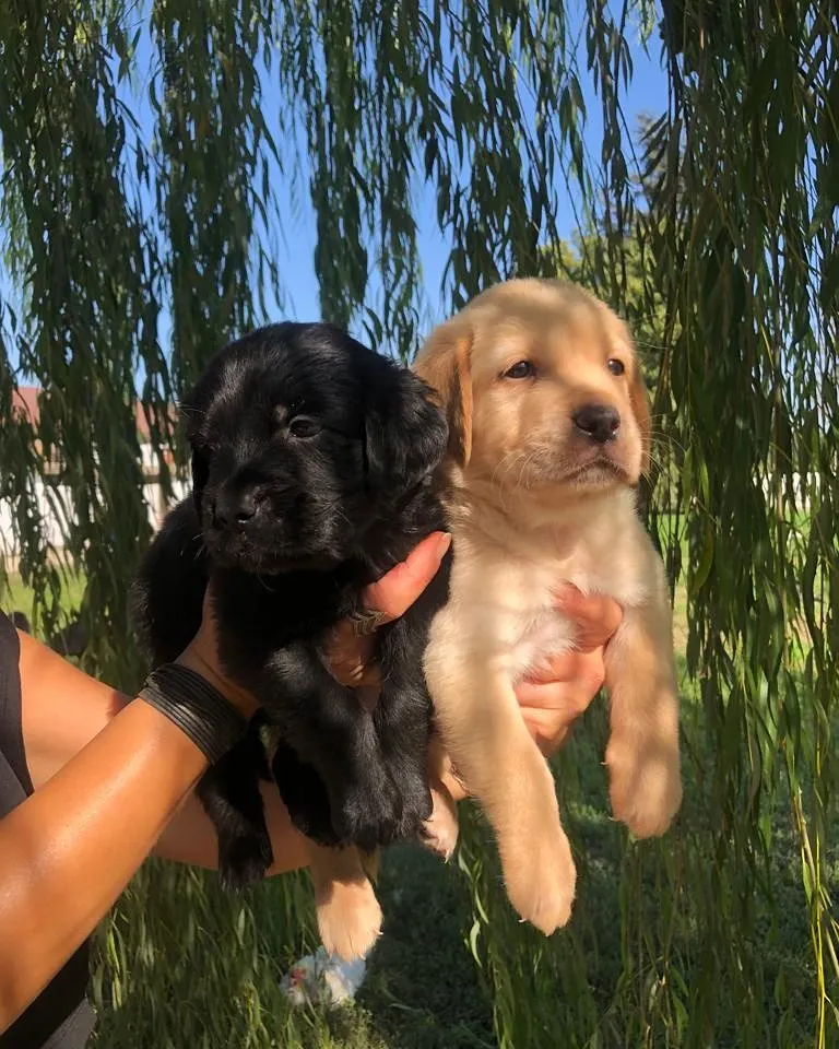 LABRADOR RETRİEVER TESLİME HAZIR 5