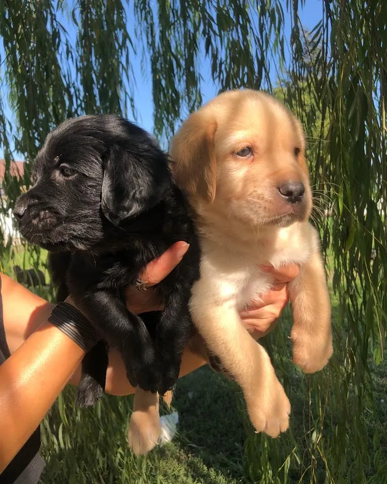 LABRADOR RETRİEVER TESLİME HAZIR 4