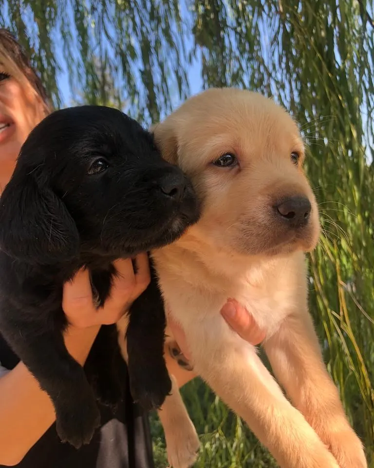 LABRADOR RETRİEVER TESLİME HAZIR 3