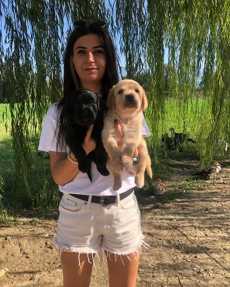 LABRADOR RETRİEVER TESLİME HAZIR 2
