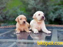 LABRADOR RETRİEVER YAVRULAR 4
