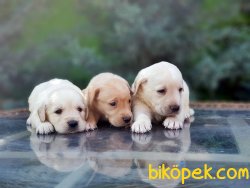 LABRADOR RETRİEVER YAVRULAR 3