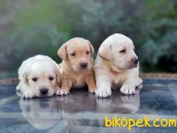 LABRADOR RETRİEVER YAVRULAR 5