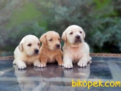 LABRADOR RETRİEVER YAVRULAR 1