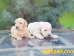 LABRADOR RETRİEVER YAVRULAR 2