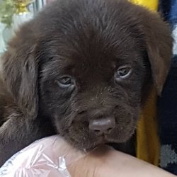 LABRADOR RETRIEVER YAVRULARI 3