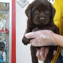 LABRADOR RETRIEVER YAVRULARI 4