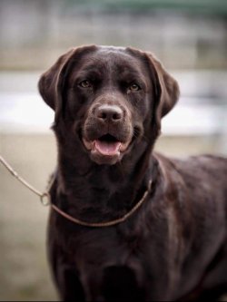 LABRADOR RETRIEVER YAVRULARI 1