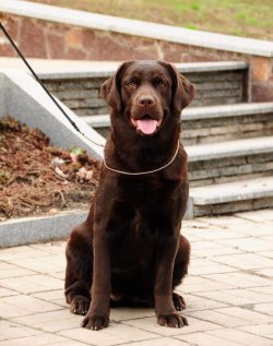 LABRADOR RETRIEVER YAVRULARI 2