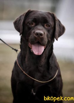 LABRADOR RETRIEVER YAVRULARI 2