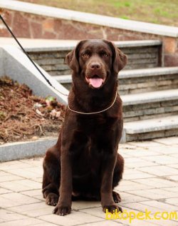 LABRADOR RETRIEVER YAVRULARI 1