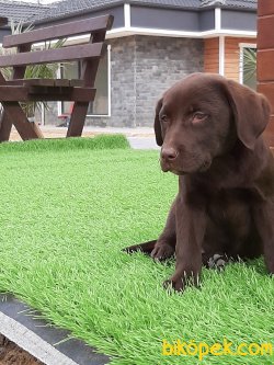LABRADOR RETRIEVER YAVRULARI 1
