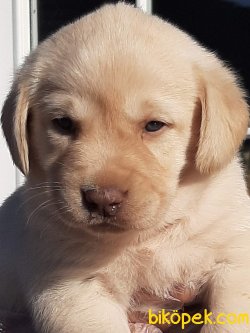 LABRADOR RETRIEVER YAVRULARI 4