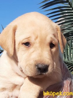 LABRADOR RETRIEVER YAVRULARI 3