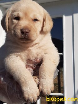 LABRADOR RETRIEVER YAVRULARI 2