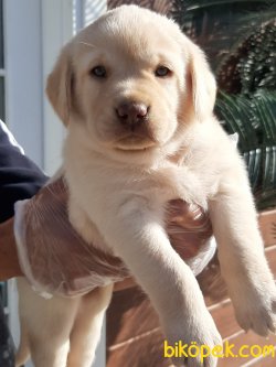 LABRADOR RETRIEVER YAVRULARI 2