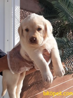 LABRADOR RETRIEVER YAVRULARI 3