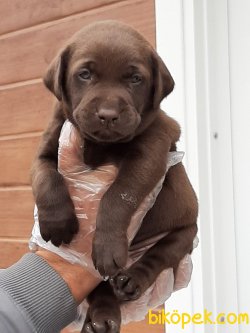 Labrador Retriever Yavrulari 2