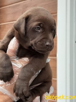 Labrador Retriever Yavrulari 3