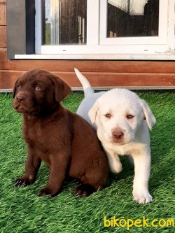 LABRADOR RETRIEVER YAVRULARI 3