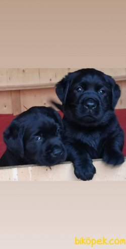 LABRADOR RETRIEVER YAVRULARI 1