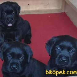 LABRADOR RETRIEVER YAVRULARI 2