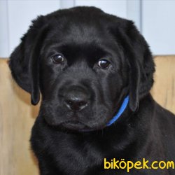 LABRADOR RETRIEVER YAVRULARI 3