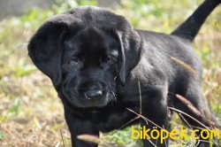 LABRADOR RETRIEVER YAVRULARI 4