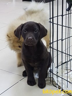 LABRADOR RETRIEVER YAVRULARI 2