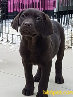 LABRADOR RETRIEVER YAVRULARI 1