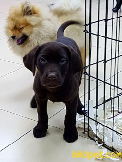 LABRADOR RETRIEVER YAVRULARI 3