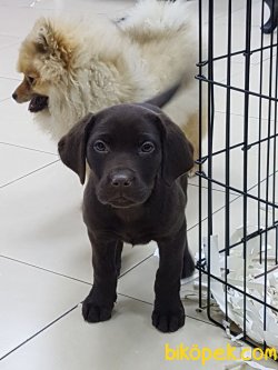 LABRADOR RETRIEVER YAVRULARI 4