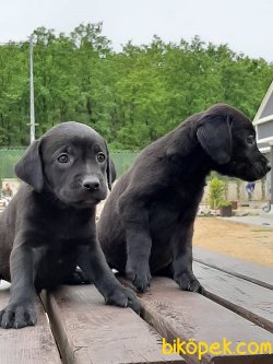 LABRADOR RETRIEVER YAVRULARI 2