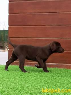 LABRADOR RETRIEVER YAVRULARI 4