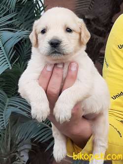 LABRADOR RETRİEVER YAVRULARI 4
