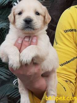 LABRADOR RETRİEVER YAVRULARI 3