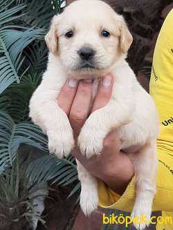 LABRADOR RETRİEVER YAVRULARI 1