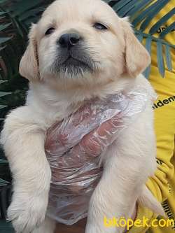 LABRADOR RETRİEVER YAVRULARI 2